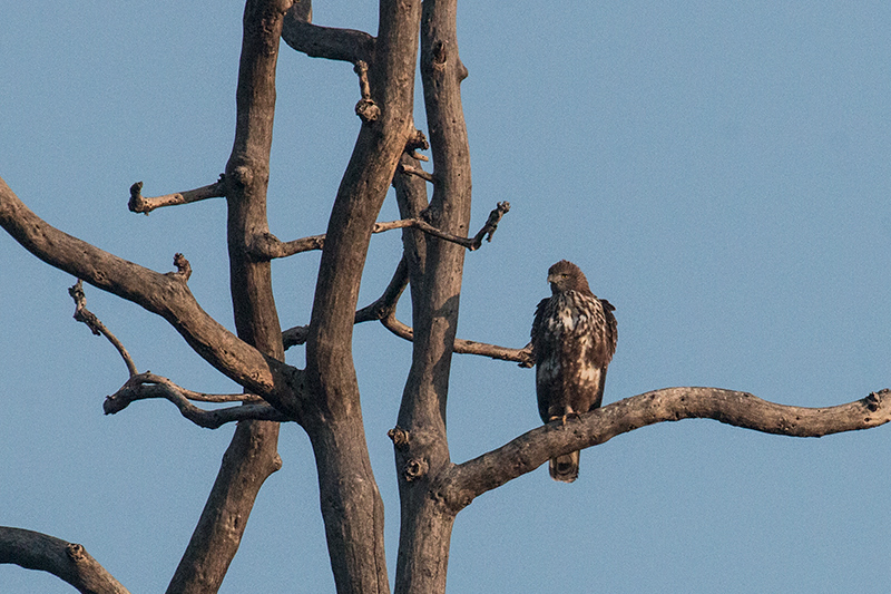 Changeable Hawk-Eagle, Jim Corbett National Park, India