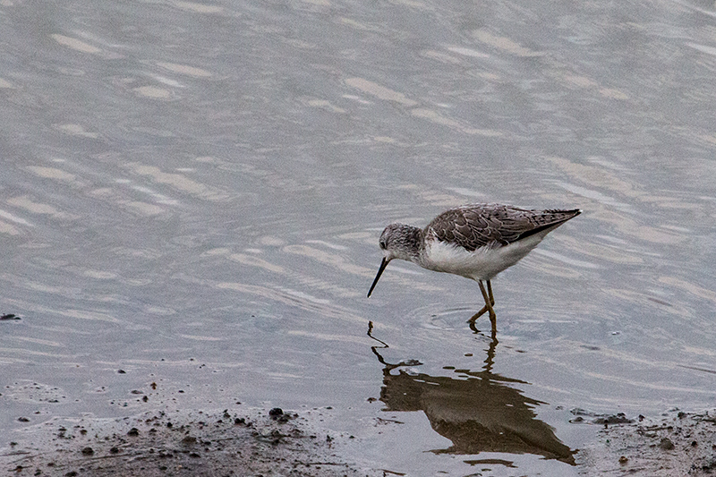 Common Greenshank, Yala National Park, Sri Lanka