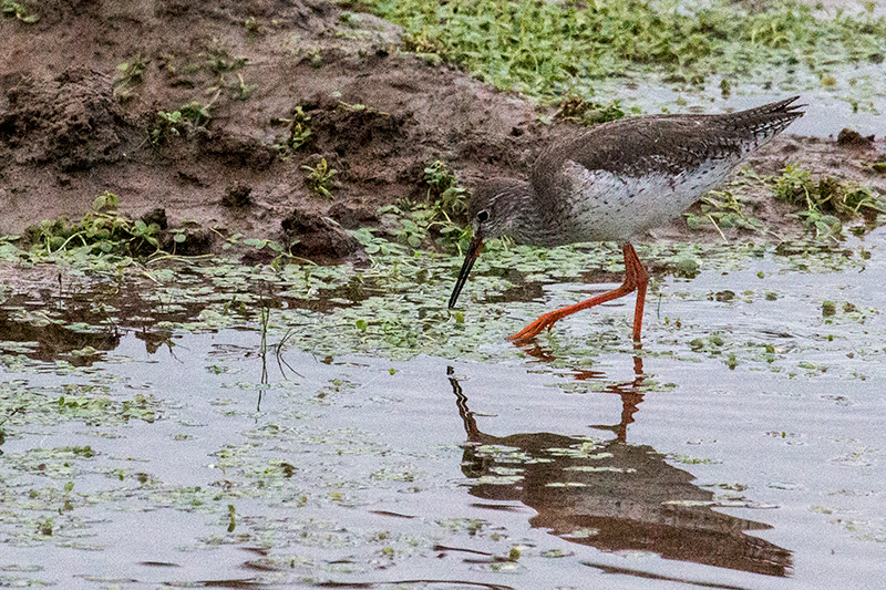 Common Redshank, Yala National Park, Sri Lanka