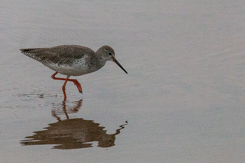 Common Redshank, Yala National Park, Sri Lanka