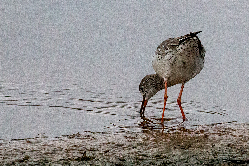 Common Redshank, Yala National Park, Sri Lanka