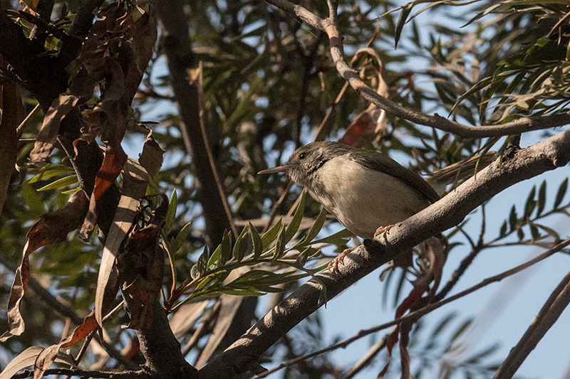 Common Tailorbird, Ashok Country Resort, New Delhi, India