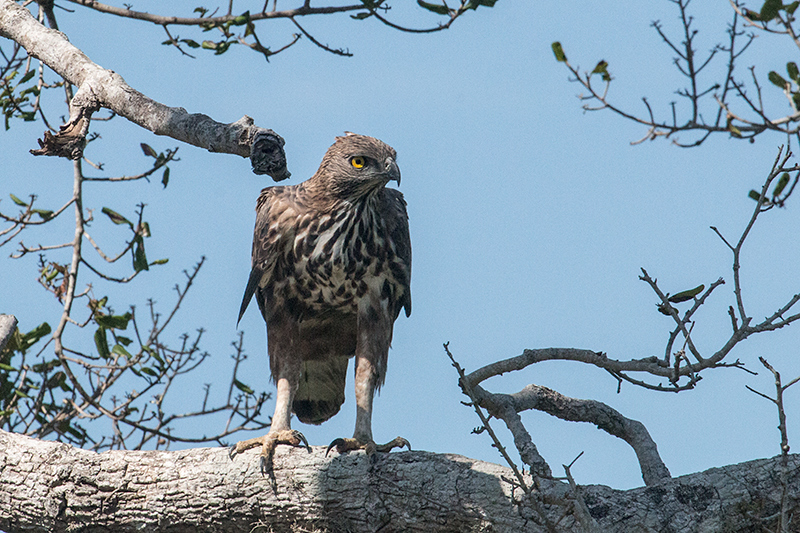 Crested Serpent-Eagle, Yala National Park, Sri Lanka