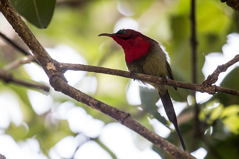 Crimson Sunbird, Tiger Camp, India