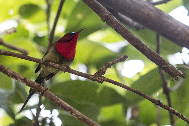 Crimson Sunbird, Tiger Camp, India