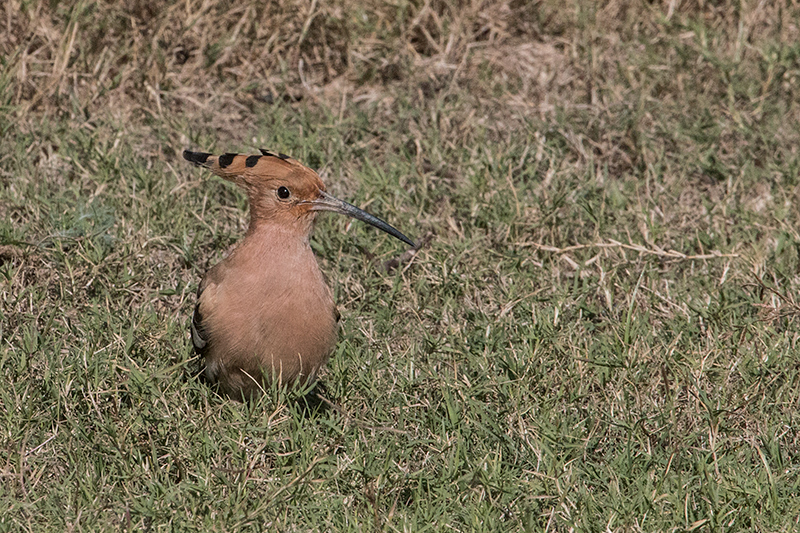 Eurasian Hoopoe, Tiger Camp, India