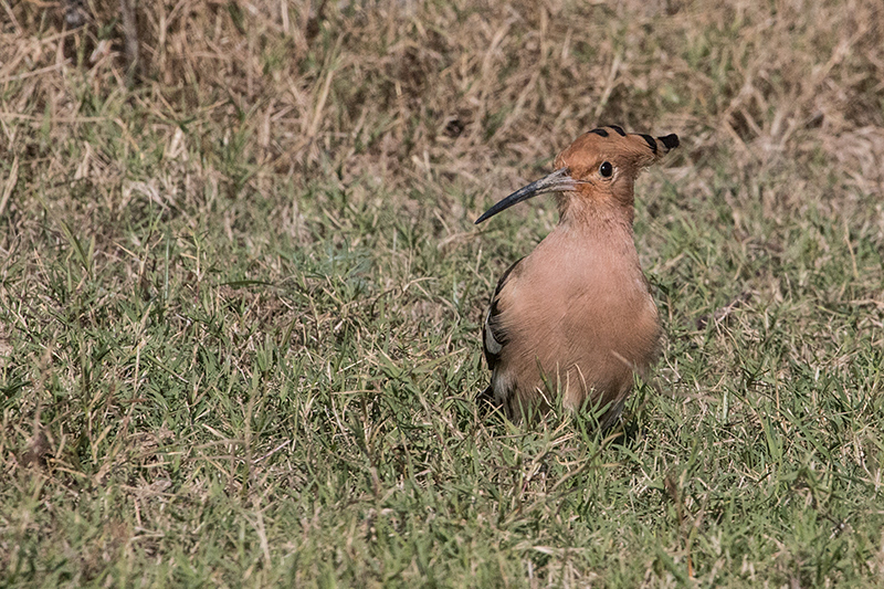 Eurasian Hoopoe, Tiger Camp, India