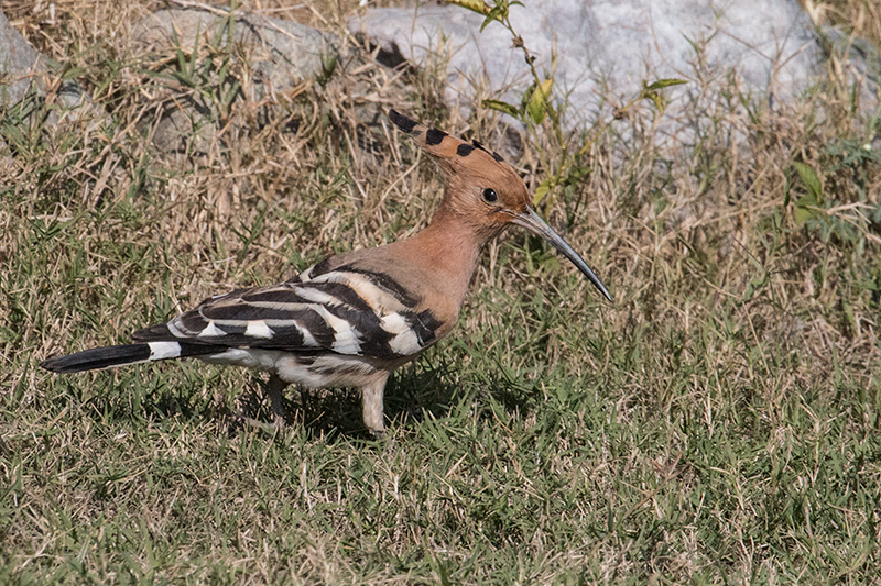 Eurasian Hoopoe, Tiger Camp, India