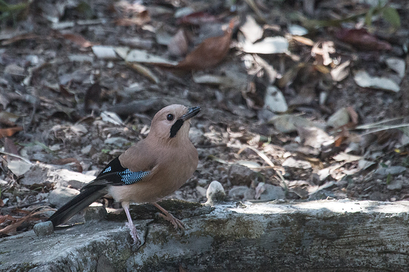 Eurasian Jay, Binayak Road from Pangot to Binayak, India