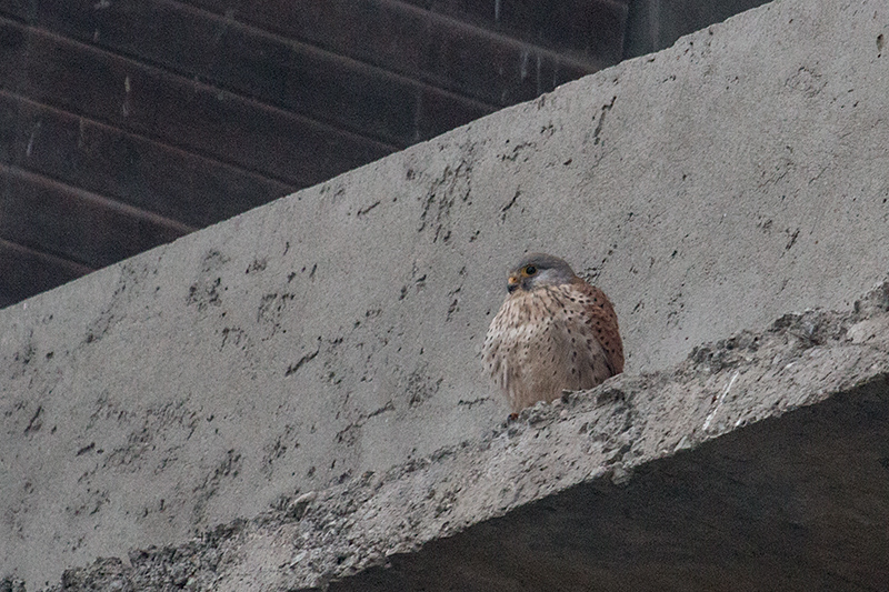 Eurasian Kestrel, Jungle Lore Birding Lodge, Pangot, India