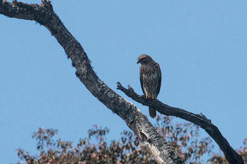 Eurasian Kestrel, Horton Plains National Park, Sri Lanka