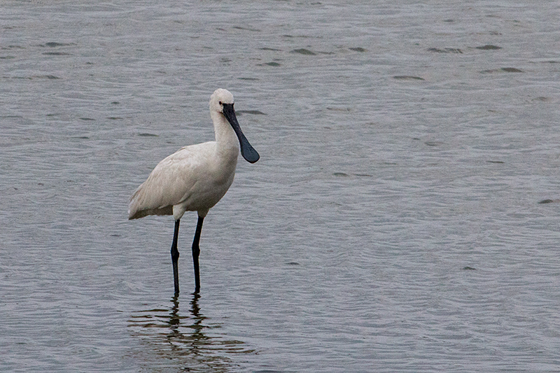 Eurasian Spoonbill, Yala National Park, Sri Lanka