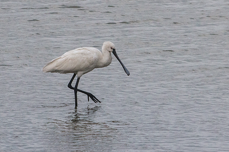 Eurasian Spoonbill, Yala National Park, Sri Lanka