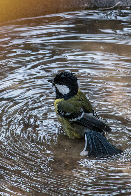 Green-backed Tit, Jungle Lore Birding Lodge, Pangot, India