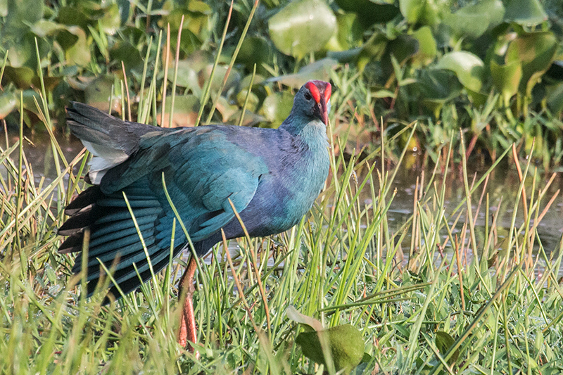 Gray-headed Swamphen, Thalangama Lake and Road, Colombo, Sri Lanka