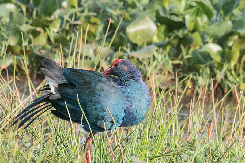 Gray-headed Swamphen, Thalangama Lake and Road, Colombo, Sri Lanka