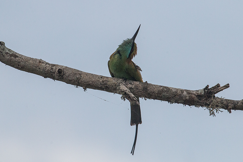 Green Bee-eater, Yala National Park, Sri Lanka