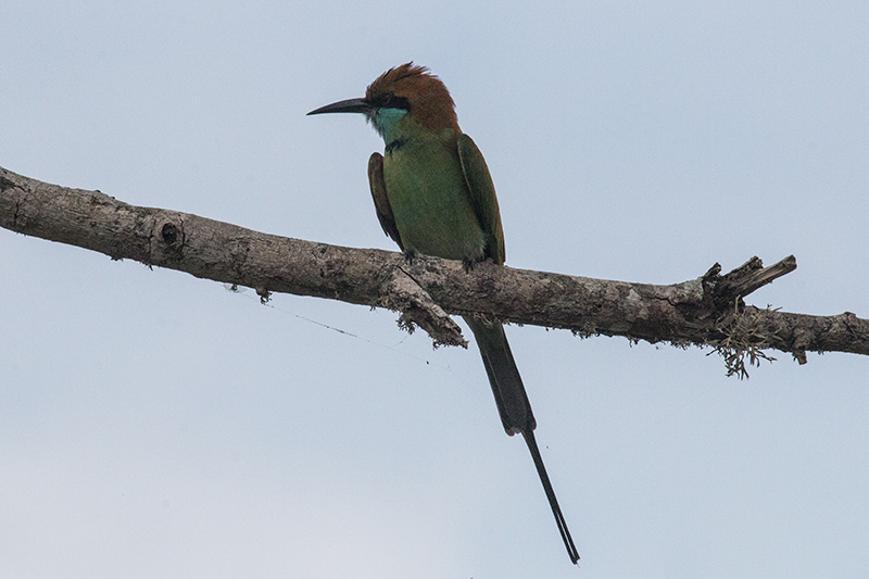 Green Bee-eater, Yala National Park, Sri Lanka