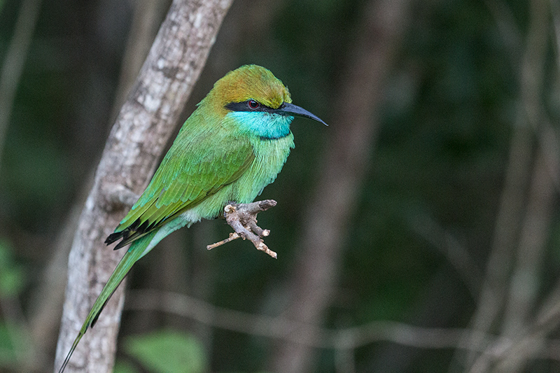 Green Bee-eater, Yala National Park, Sri Lanka