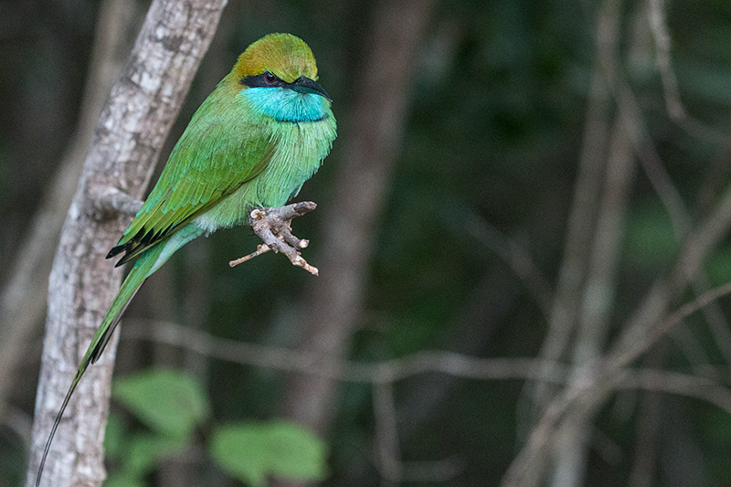 Green Bee-eater, Yala National Park, Sri Lanka