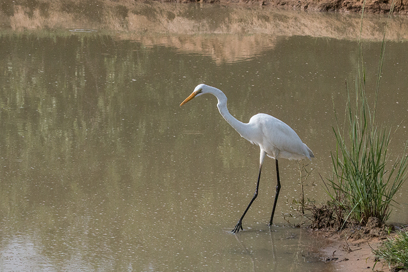 Great Egret, Yala National Park, Sri Lanka