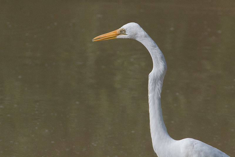 Great Egret, Yala National Park, Sri Lanka