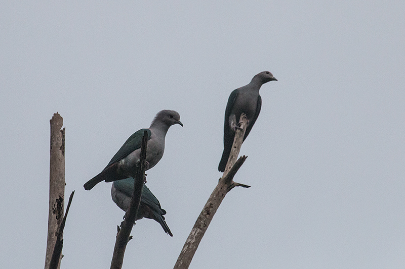 Green Imperial-Pigeon, Sinharaja Forest Reserve, Sri Lanka