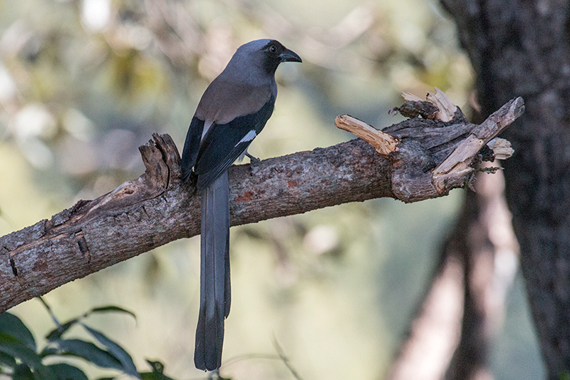 Gray Treepie, Drive to Sattal Road, Nainital, India