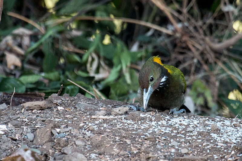 Greater Yellownape, Drive to Sattal Road, Nainital, India