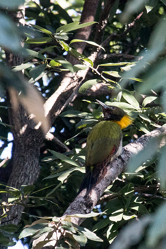 Greater Yellownape, Drive to Sattal Road, Nainital, India