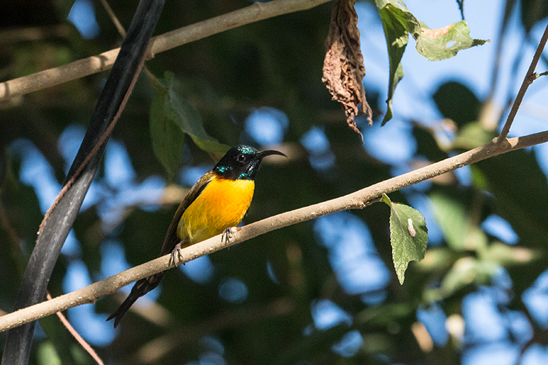 Green-tailed Sunbird, Green Glen Lodge, India