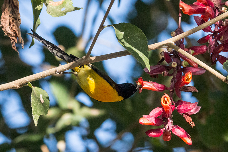 Green-tailed Sunbird, Green Glen Lodge, India