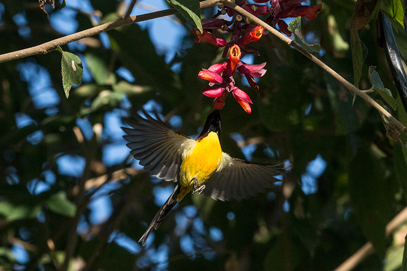 Green-tailed Sunbird, Green Glen Lodge, India