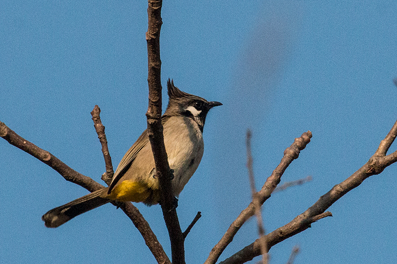 Himalayan Bulbul, Sattal Forest Resort, Naintal, India