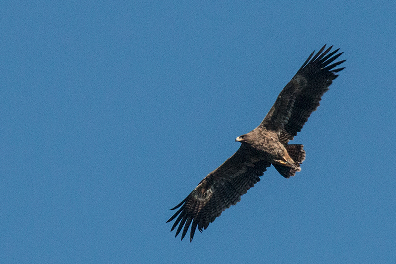 Himalayan Buzzard, Gardur Lake, India