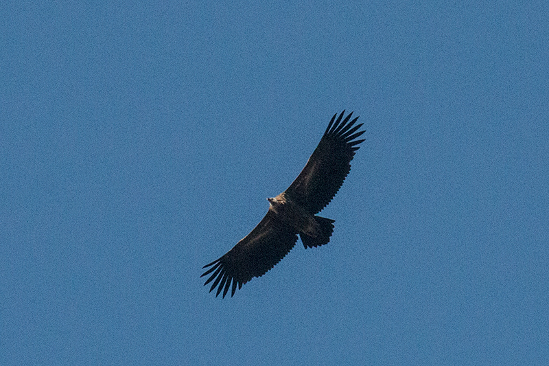 Himalayan Griffon, Drive From Pangot to Corbett National Park, India