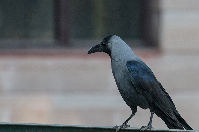 House Crow, Ashok Country Resort, New Delhi, India