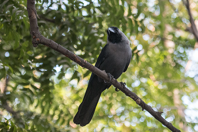 House Crow, Ashok Country Resort, New Delhi, India