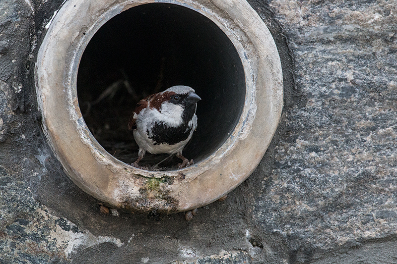 House Sparrow, en route to Kitulgala, Sri Lanka