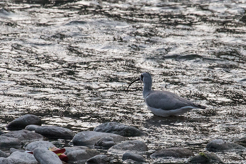 Ibisbill, Koshi River, India