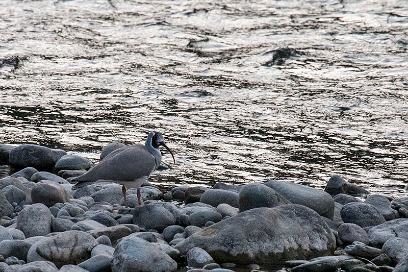 Ibisbill, Koshi River, India