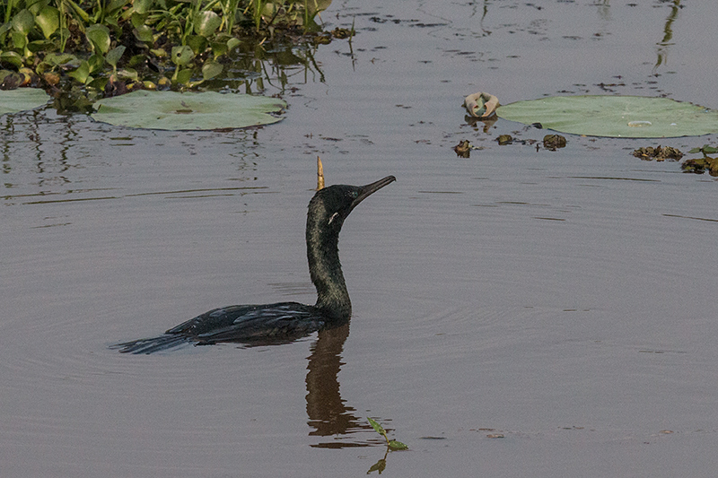 Indian Cormorant, Thalangama Lake and Road, Colombo, Sri Lanka