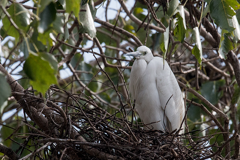 Intermediate Egret, en Route to Yala National Park, Sri Lanka