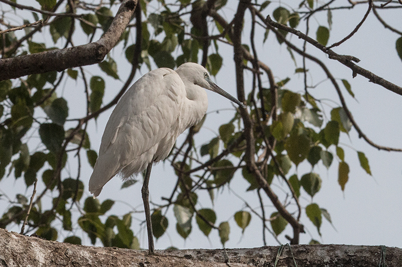 Intermediate Egret, en Route to Yala National Park, Sri Lanka