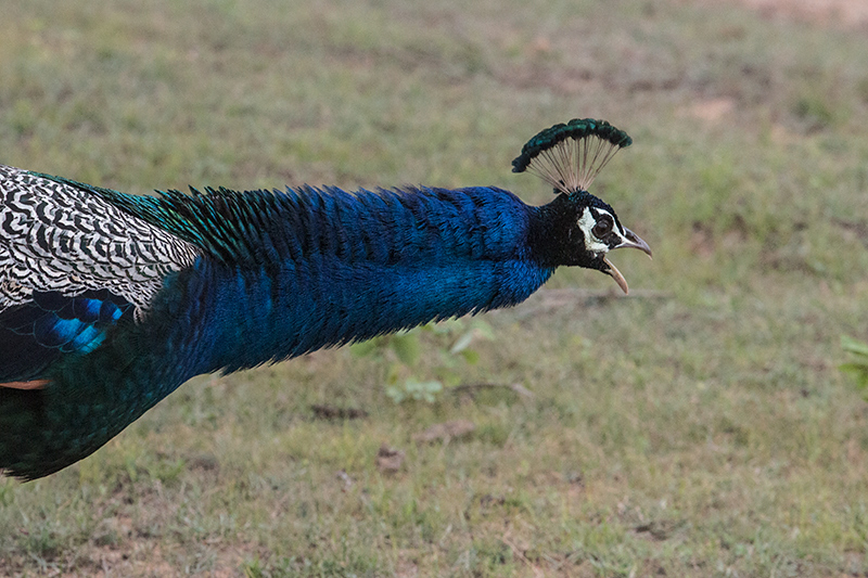 Indian Peafowl, Yala National Park, Sri Lanka