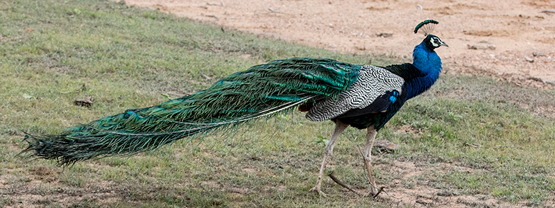 Indian Peafowl, Yala National Park, Sri Lanka