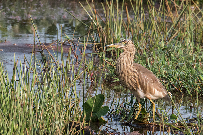 Indian Pond-Heron, Thalangama Lake and Road, Colombo, Sri Lanka