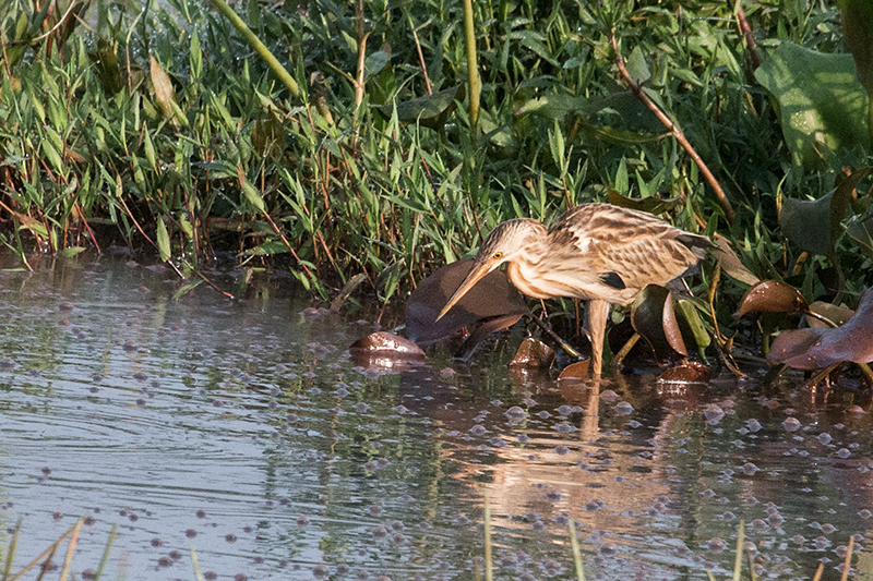 Indian Pond-Heron, Thalangama Lake and Road, Colombo, Sri Lanka