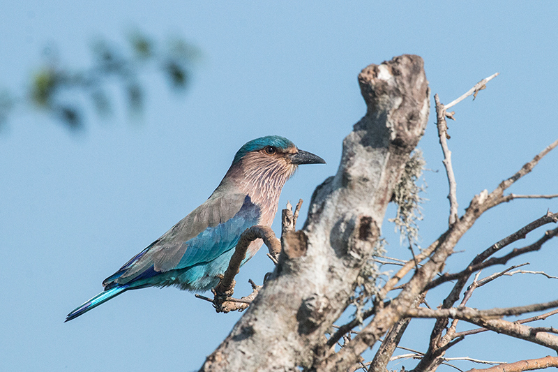 Indian Roller, Yala National Park, Sri Lanka