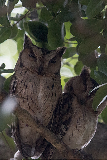 Indian Scops-Owl, en Route to Yala National Park, Sri Lanka